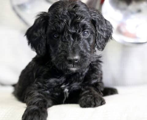 Sweetie Mini Goldendoodle2