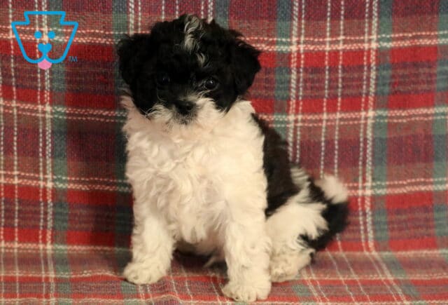 Swinder Poodle MIx image