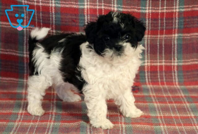 Swinder Poodle MIx2 image