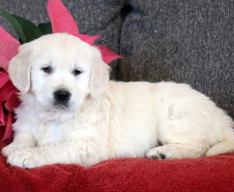 English Cream Golden Retriever puppy resting on a red blanket, featuring a fluffy light cream coat, relaxed expression, and soft floppy ears with pink poinsettia accents nearby.