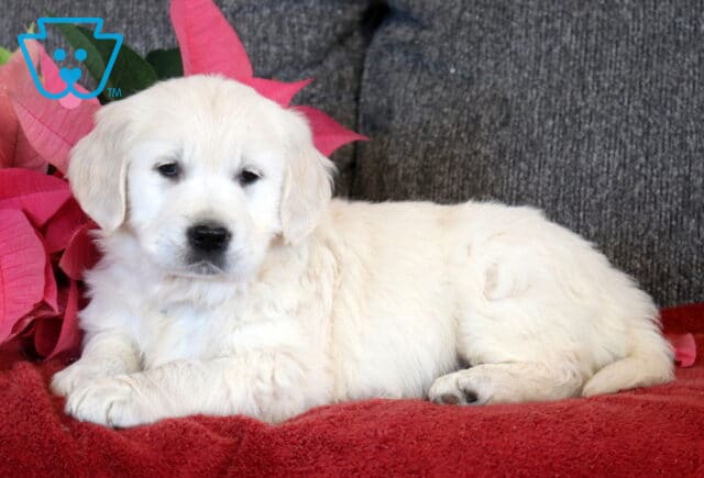 English Cream Golden Retriever puppy resting on a red blanket, featuring a fluffy light cream coat, relaxed expression, and soft floppy ears with pink poinsettia accents nearby. image
