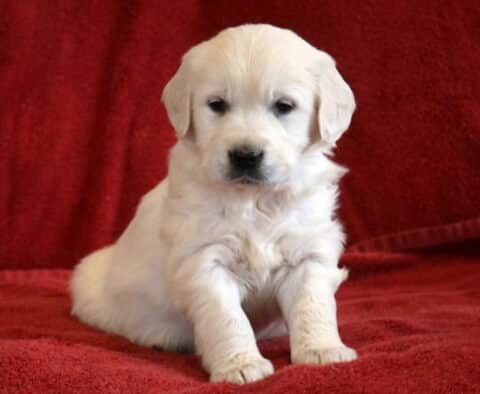 Tabby Eng Cream Golden