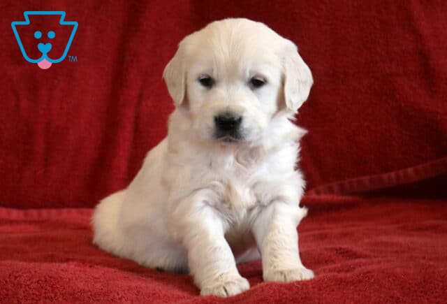 Tabby Eng Cream Golden image