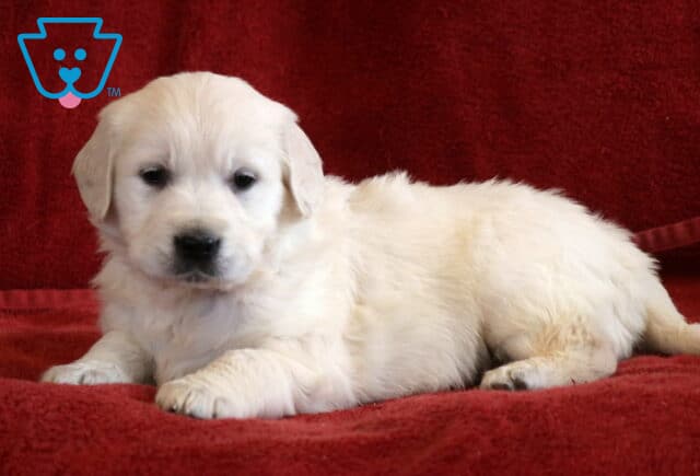 Tabby Eng Cream Golden2 image