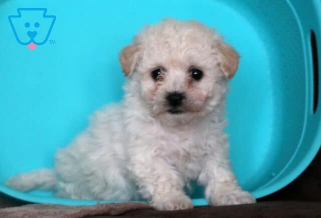 Taffy Bichon image