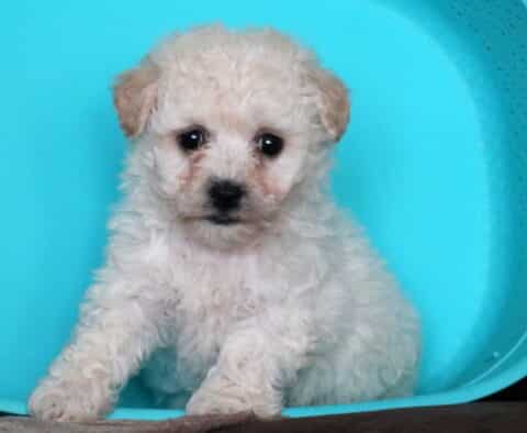 Taffy Bichon2
