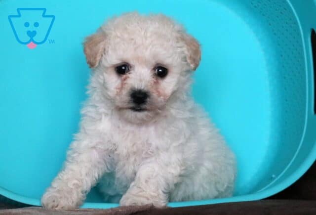 Taffy Bichon2 image