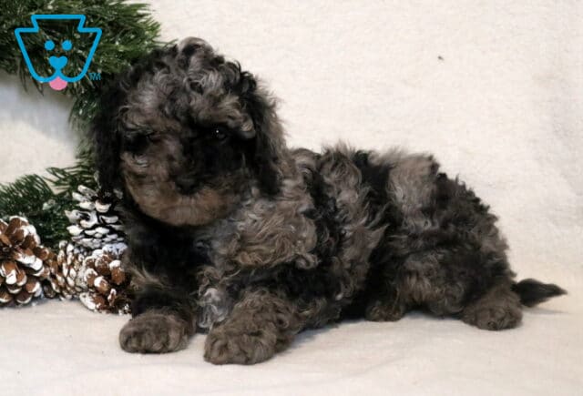 Taffy Cavapoo2 image