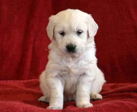 Taffy Eng Cream Golden