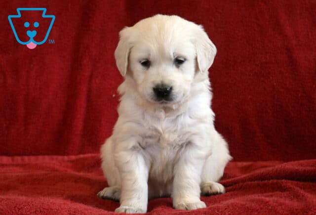 Taffy Eng Cream Golden image