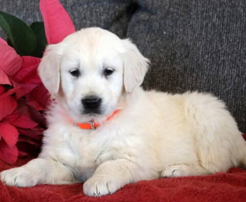 English Cream Golden Retriever puppy lying on a red blanket, wearing an orange collar and showing a fluffy cream coat, gentle eyes, and relaxed posture beside pink poinsettia leaves.