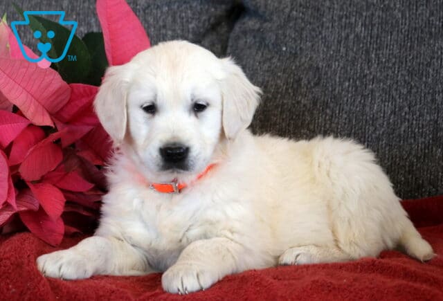 English Cream Golden Retriever puppy lying on a red blanket, wearing an orange collar and showing a fluffy cream coat, gentle eyes, and relaxed posture beside pink poinsettia leaves. image