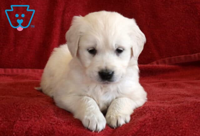 Taffy Eng Cream Golden2 image