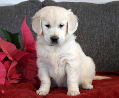 Tammy Eng Cream Golden