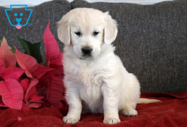 English Cream Golden Retriever puppy sitting upright on a red blanket, showing a fluffy white coat, gentle dark eyes, and relaxed ears with pink poinsettia leaves beside a gray couch backdrop. image
