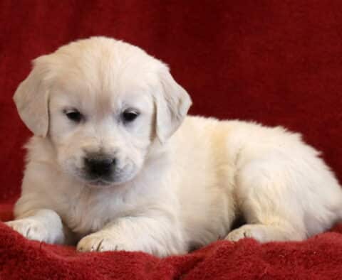 Tammy Eng Cream Golden