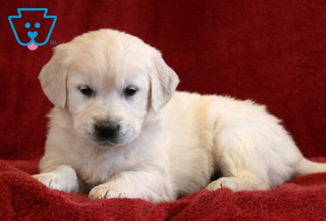 Tammy Eng Cream Golden image