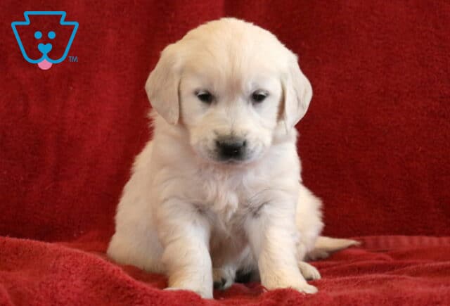 Tammy Eng Cream Golden2 image