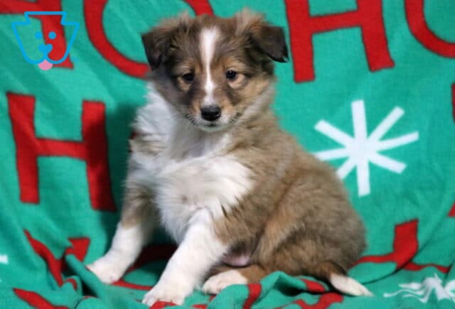 Tank SHeltie image