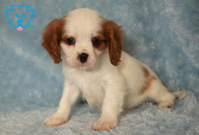 Taurus Cavalier image