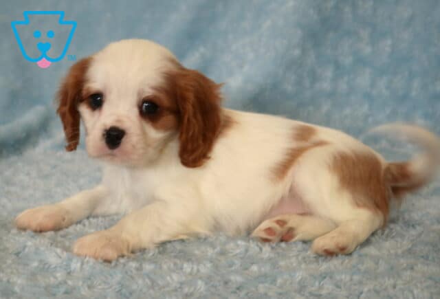 Taurus Cavalier2 image