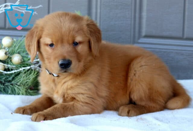 Fluffy Golden Retriever puppy lying on a white blanket in front of a gray door, looking calm and gentle. The puppy has soft golden fur, droopy ears, and a small black collar, with frosted greenery and gold berries beside him. image