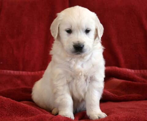 Teddy Eng Cream Golden