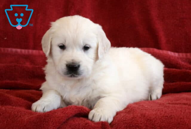 Teddy Eng Cream Golden2 image