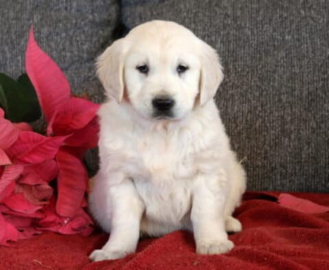 English Cream Golden Retriever puppy sitting on a red blanket with a soft white coat, round black nose, and calm expression, posed beside pink poinsettia leaves in front of a gray couch background.