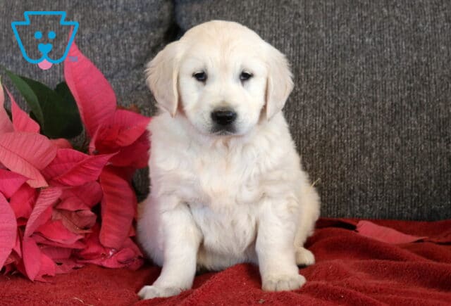 English Cream Golden Retriever puppy sitting on a red blanket with a soft white coat, round black nose, and calm expression, posed beside pink poinsettia leaves in front of a gray couch background. image