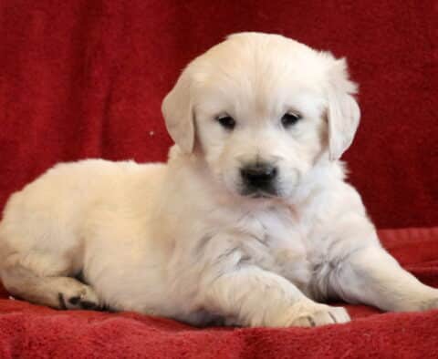 Tee Eng Cream Golden