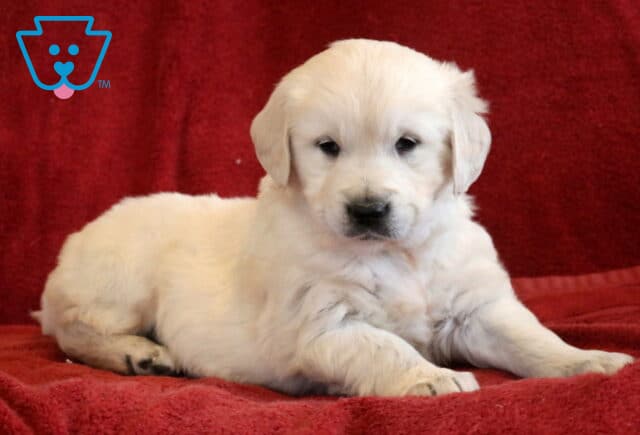 Tee Eng Cream Golden image