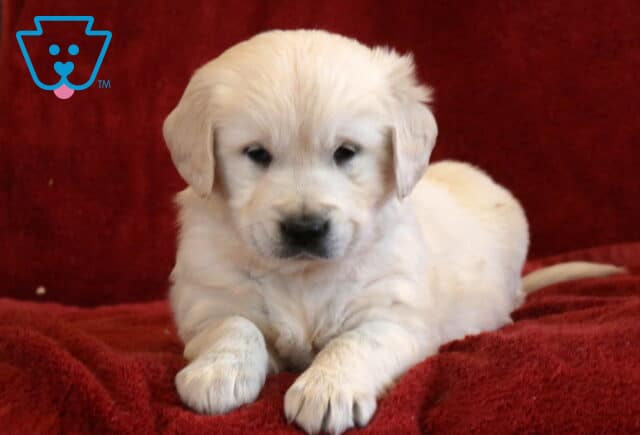 Tee Eng Cream Golden2 image