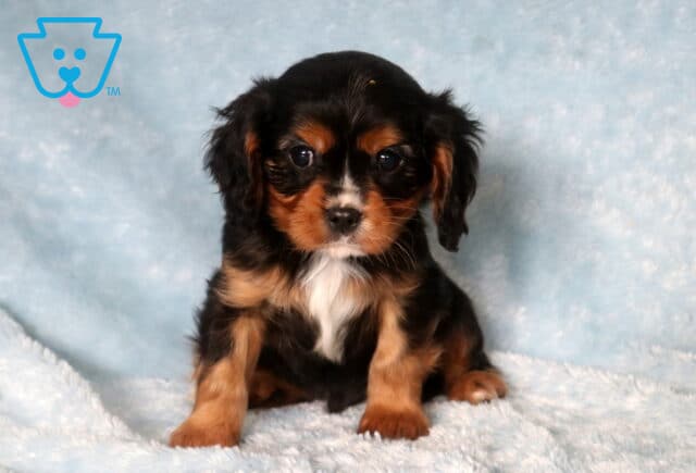 Tennessee Cavalier image