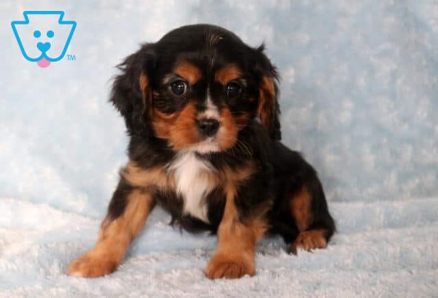 Tennessee Cavalier2 image