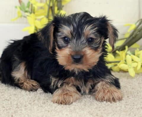 Theo Yorkie2