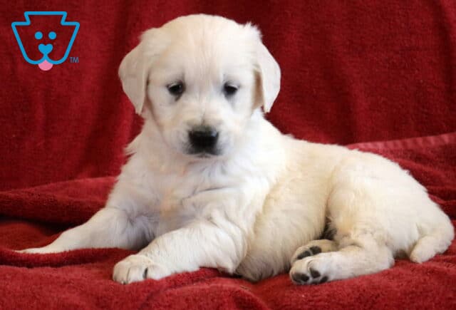 Theodore Eng Cream Golden image