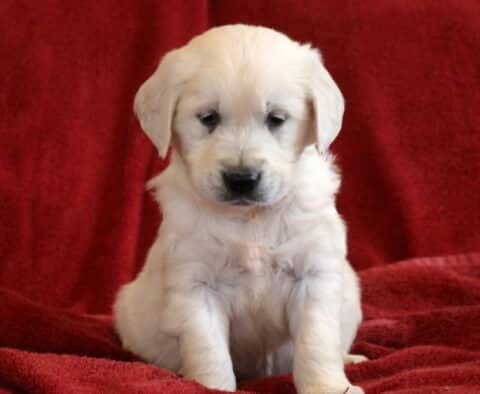 Theodore Eng Cream Golden2