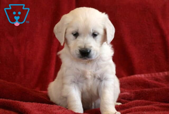 Theodore Eng Cream Golden2 image