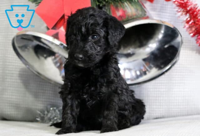 Thunder Mini Goldendoodle image