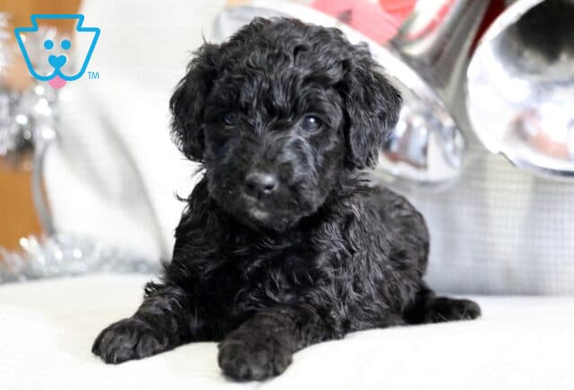 Thunder Mini Goldendoodle2 image