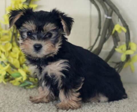 Tia Yorkie