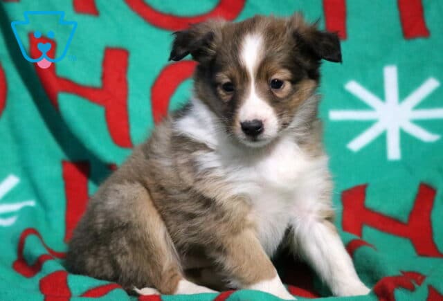 Tiger SHeltie2 image