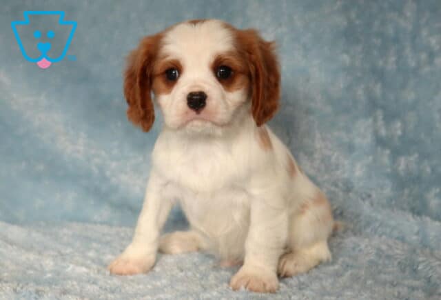 Timber Cavalier image