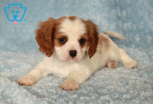 Timber Cavalier2 image