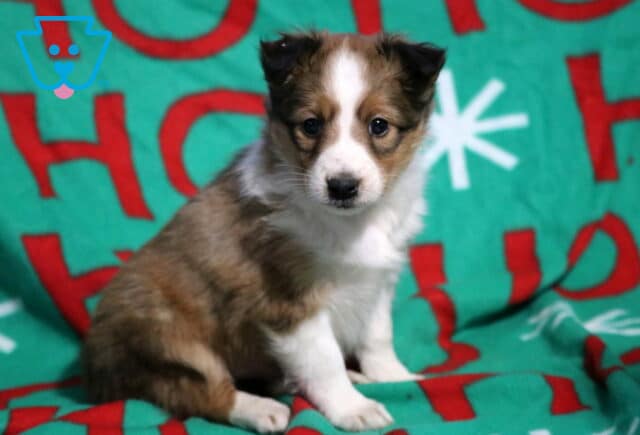 Timmy SHeltie2 image