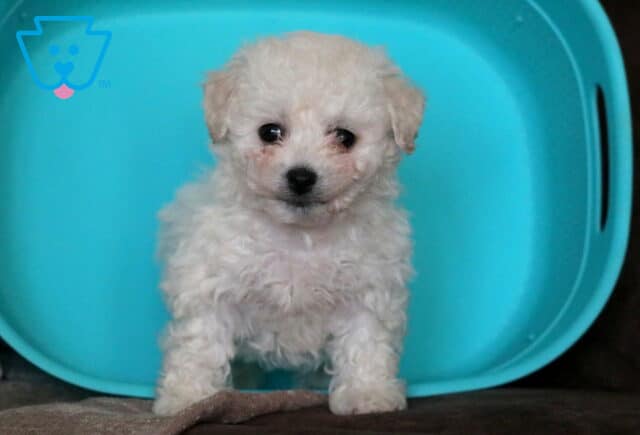 Tinker Bichon image