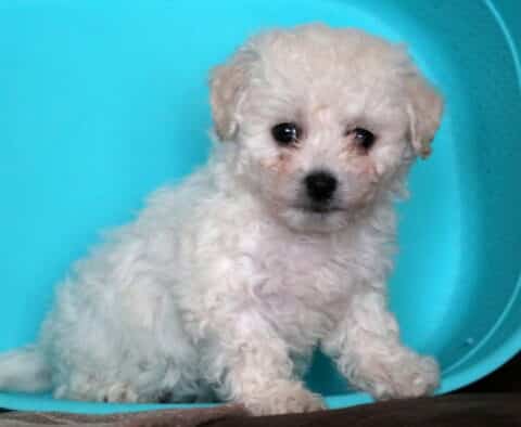 Tinker Bichon2