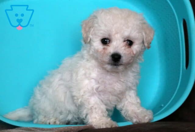 Tinker Bichon2 image
