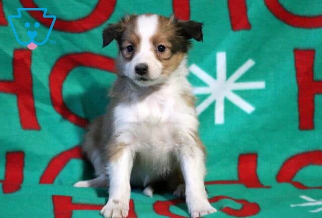 Tinker Sheltie image